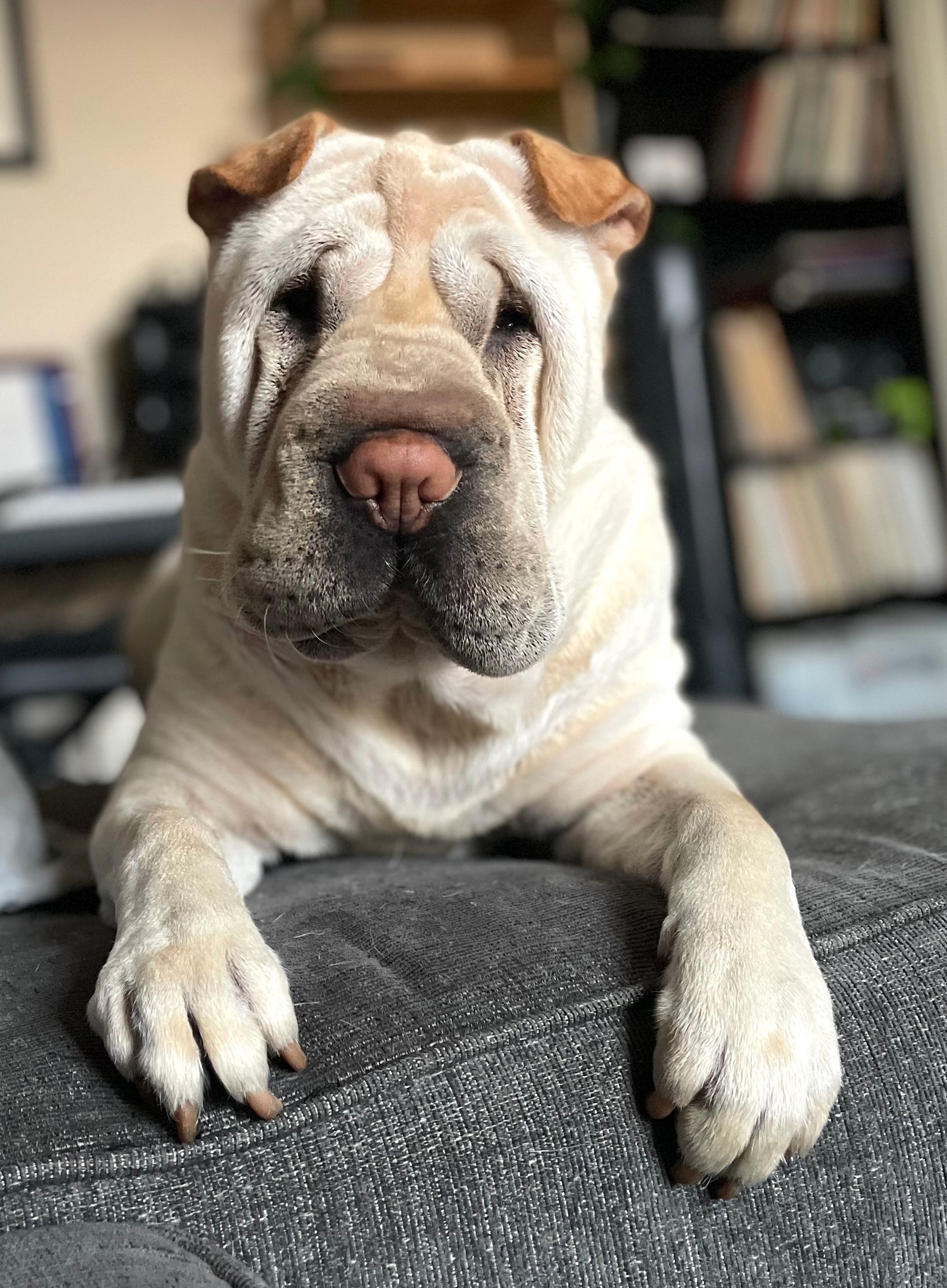 Herbie The Shop Dog